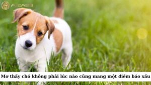 Giấc mơ về chó không phải lúc nào cũng mang một điềm báo xấu