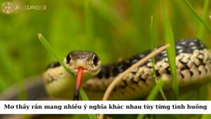 Giấc mơ thấy rắn có thể mang nhiều ý nghĩa khác nhau tùy thuộc vào từng tình huống